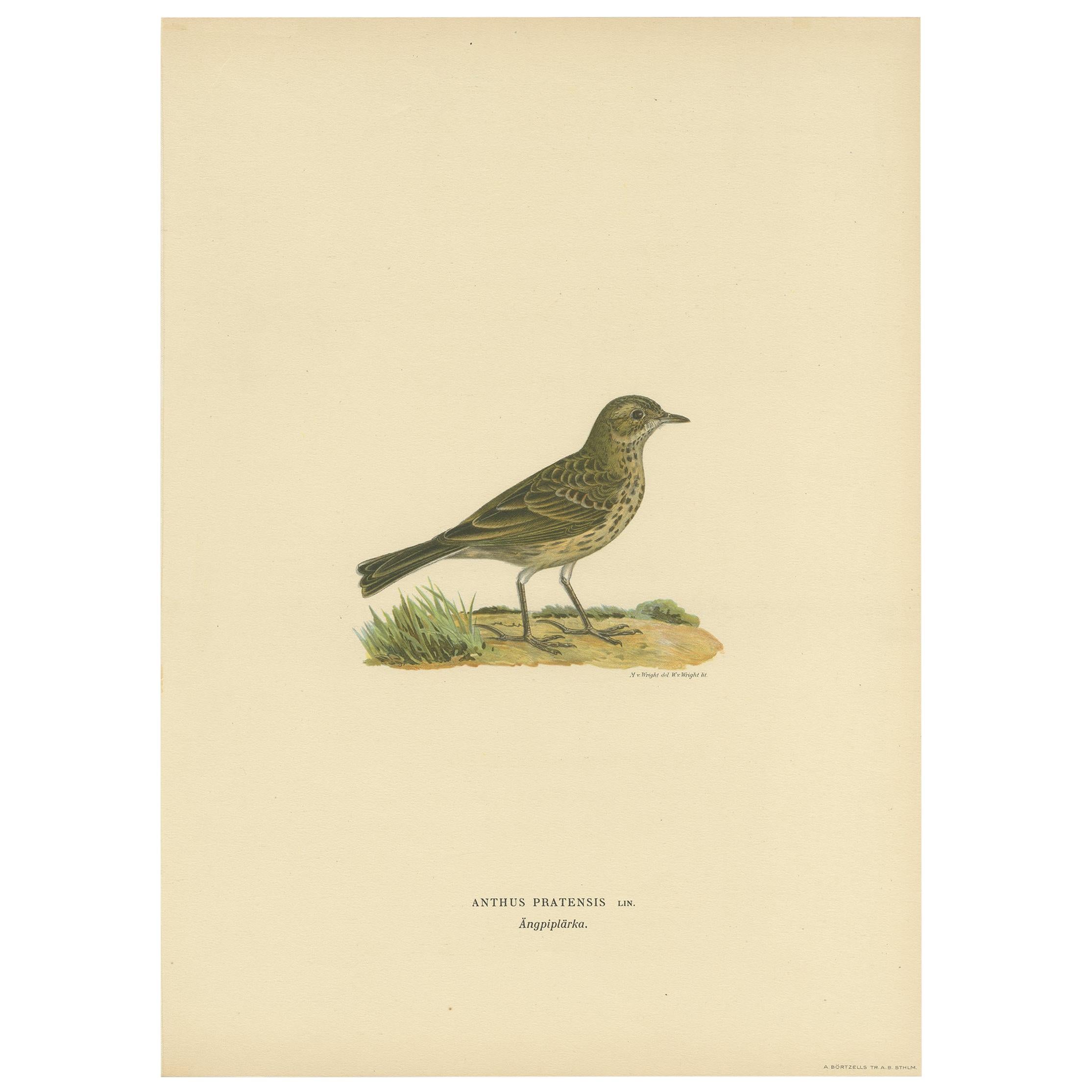 Grabado antiguo de pájaros del Bisbita de los prados por Von Wright, 1927