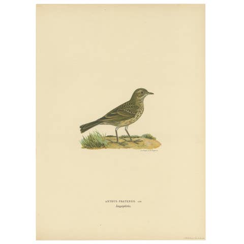 Antique Bird Print of the Meadow Pipit by Von Wright, 1927
