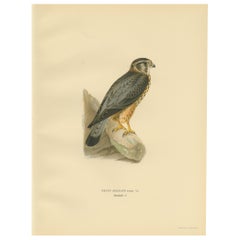 Antique Bird Print of the Merlin Falcon by Von Wright, 1929