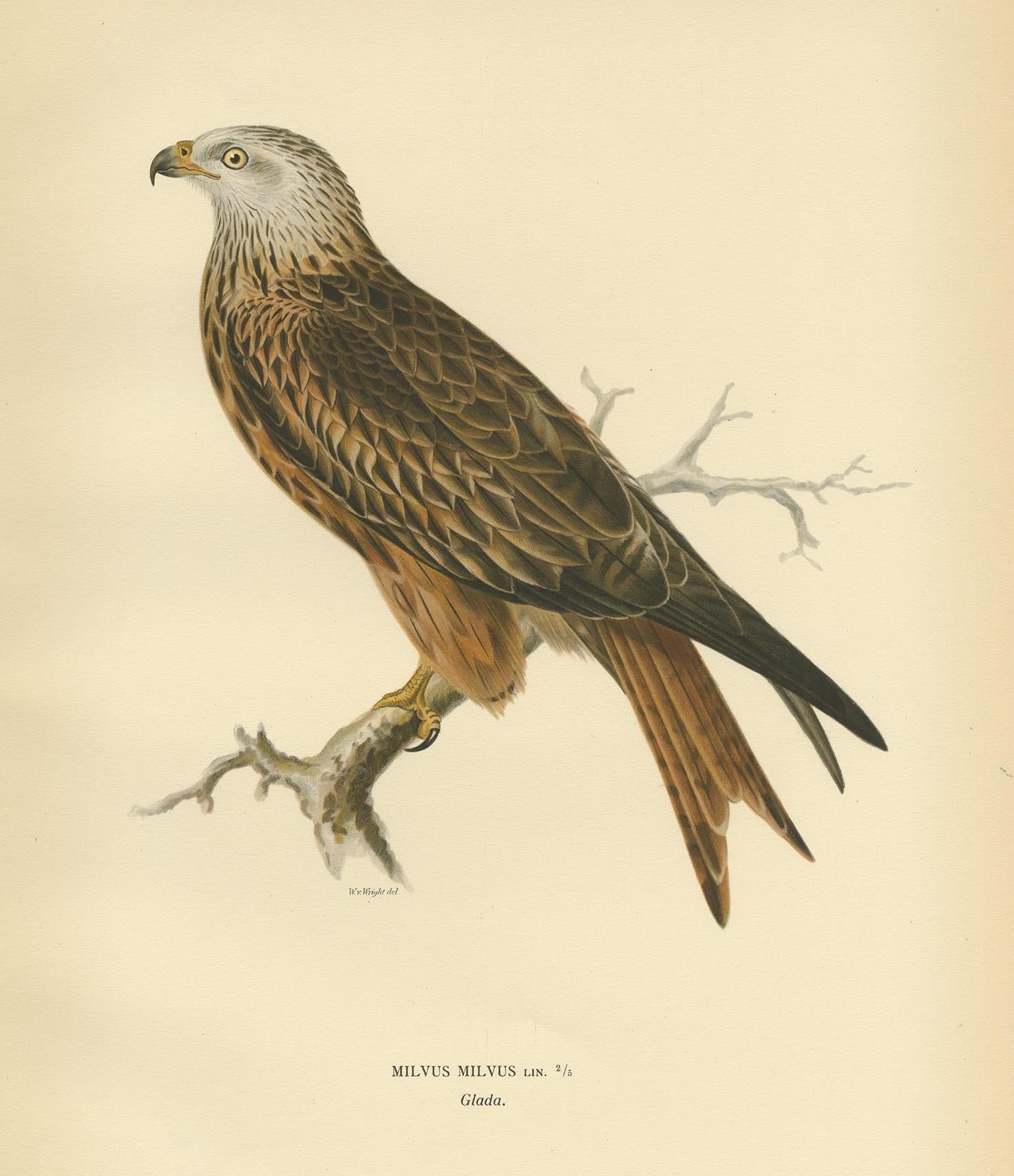 20ième siècle Gravure ancienne de l'oiseau Milvus par Von Wright '1929' en vente