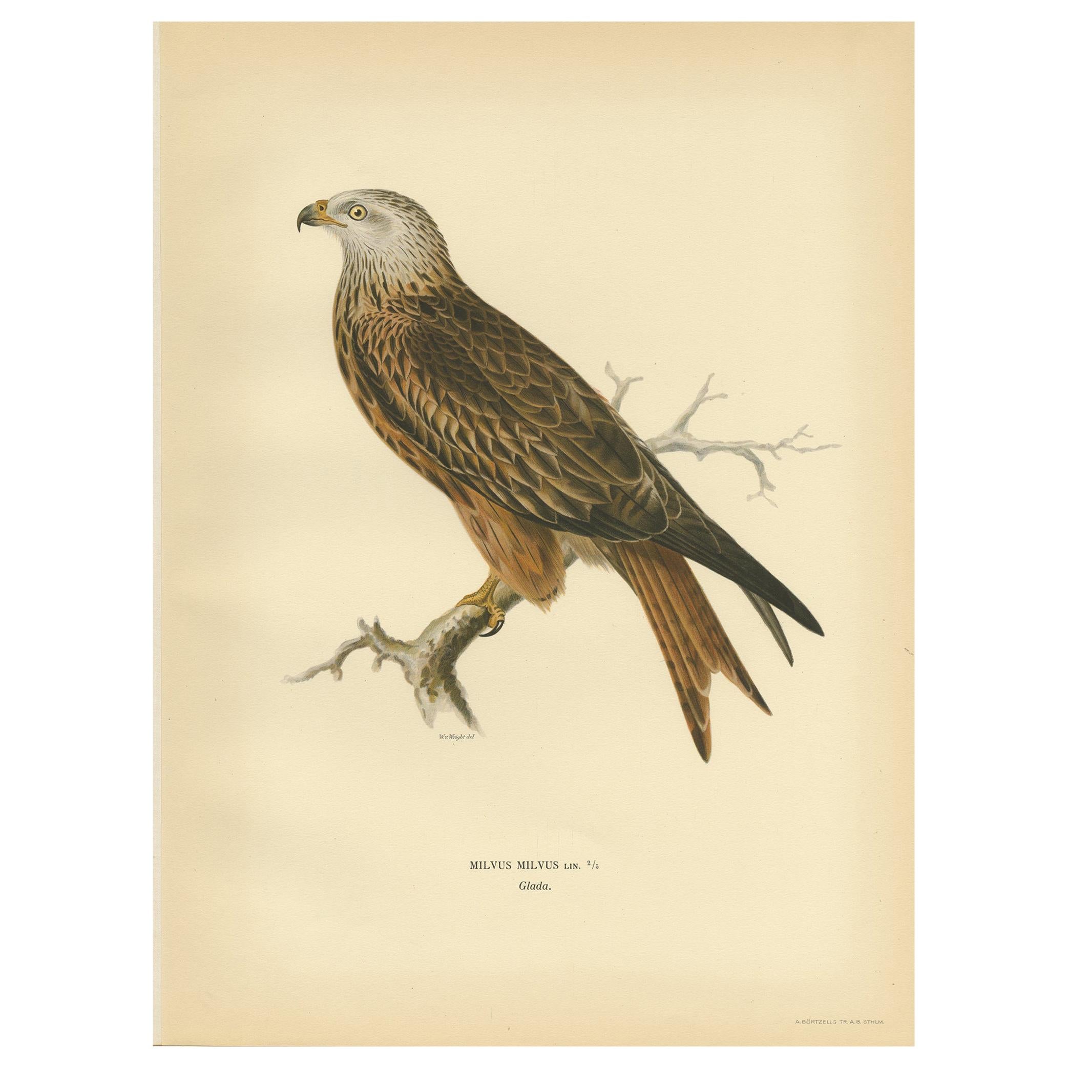 Stampa antica dell'uccello Milvus di Von Wright del 1929