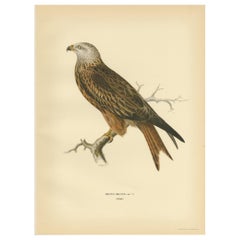 Stampa antica dell'uccello Milvus di Von Wright del 1929