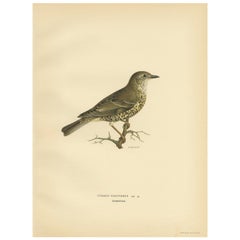 Grabado antiguo de pájaros del Zorzal del cardo por Von Wright, 1927