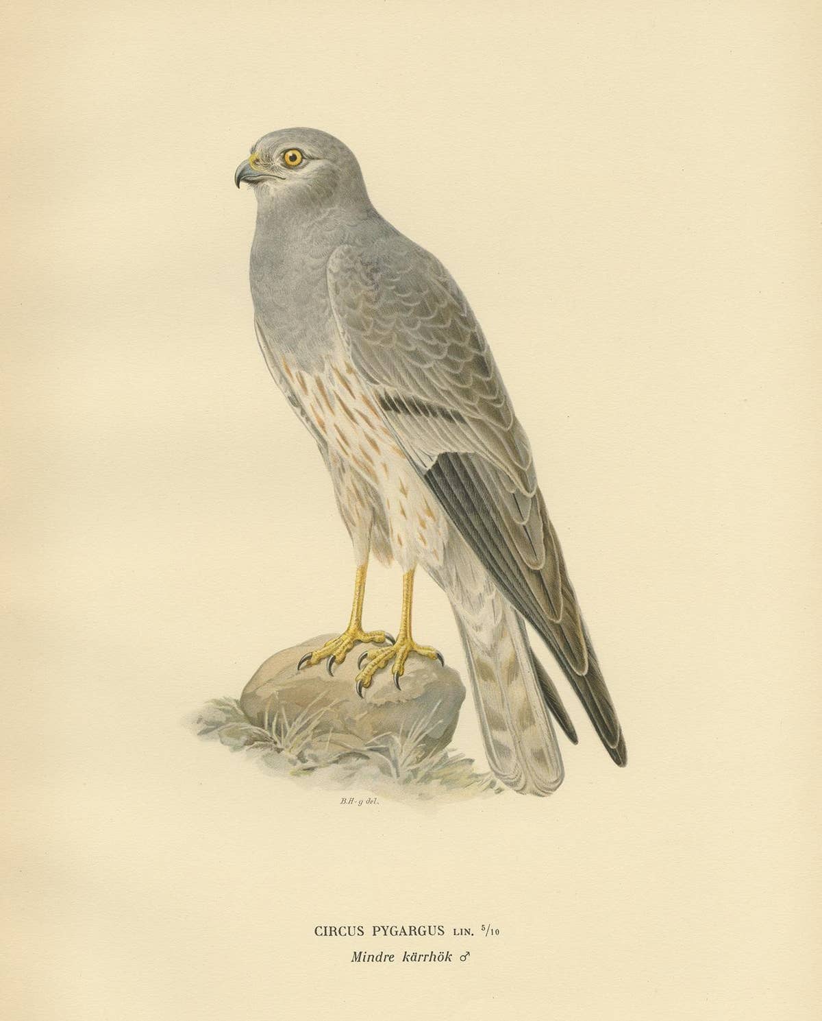 Antique Bird Print of the Montagu's Harrier by Von Wright, '1929'