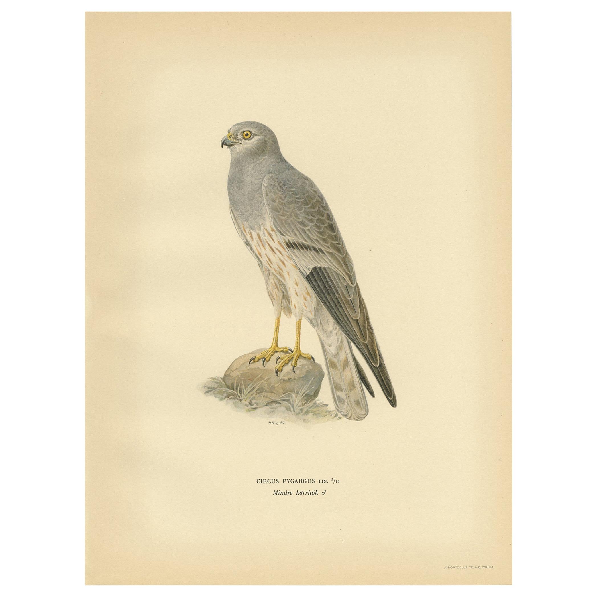 Antique Bird Print of the Montagu's Harrier by Von Wright, '1929' For Sale