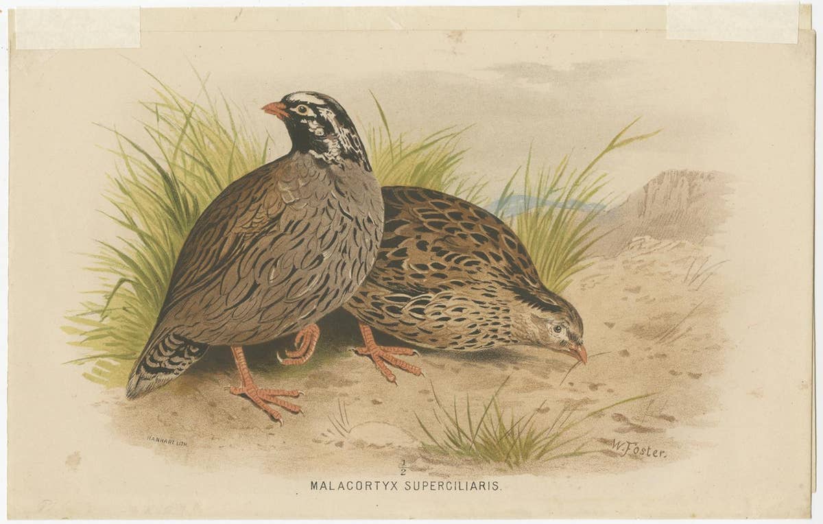 Antique Bird Print of the Mountain Quail by Hume & Marshall, 1879