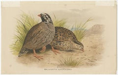 Antique Bird Print of the Mountain Quail by Hume & Marshall, 1879