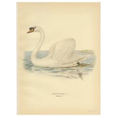 Antique Bird Print of the Mute Swan by Von Wright '1929'