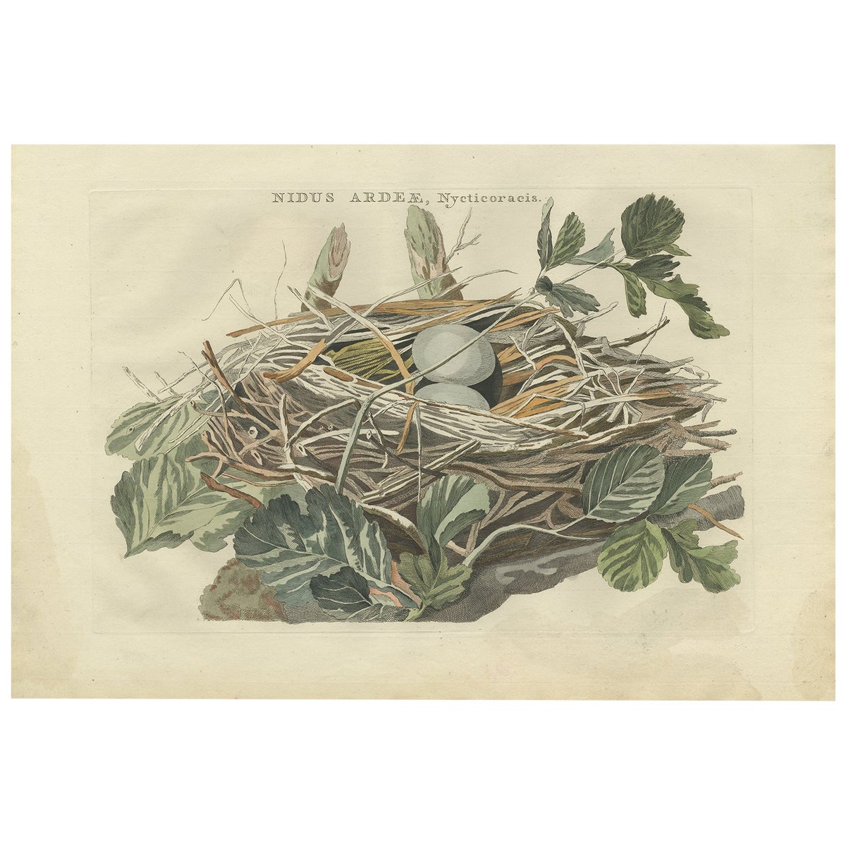 Antique Bird Print of the Nest of a Black-Crowned Night Heron, 1789