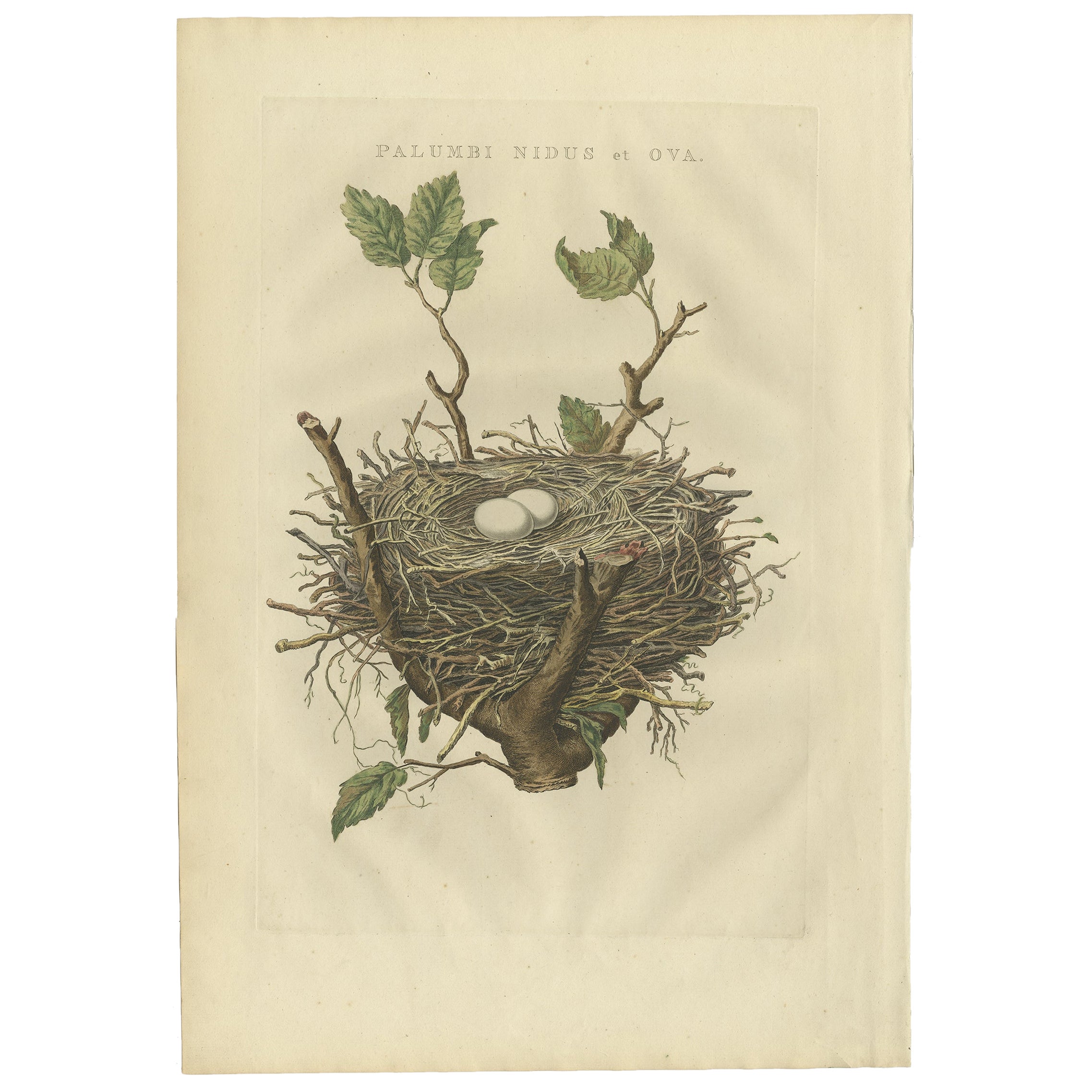 Antiker Vogeldruck des Nest of The Common Wood Pigeon von Sepp & Nozeman, 1770
