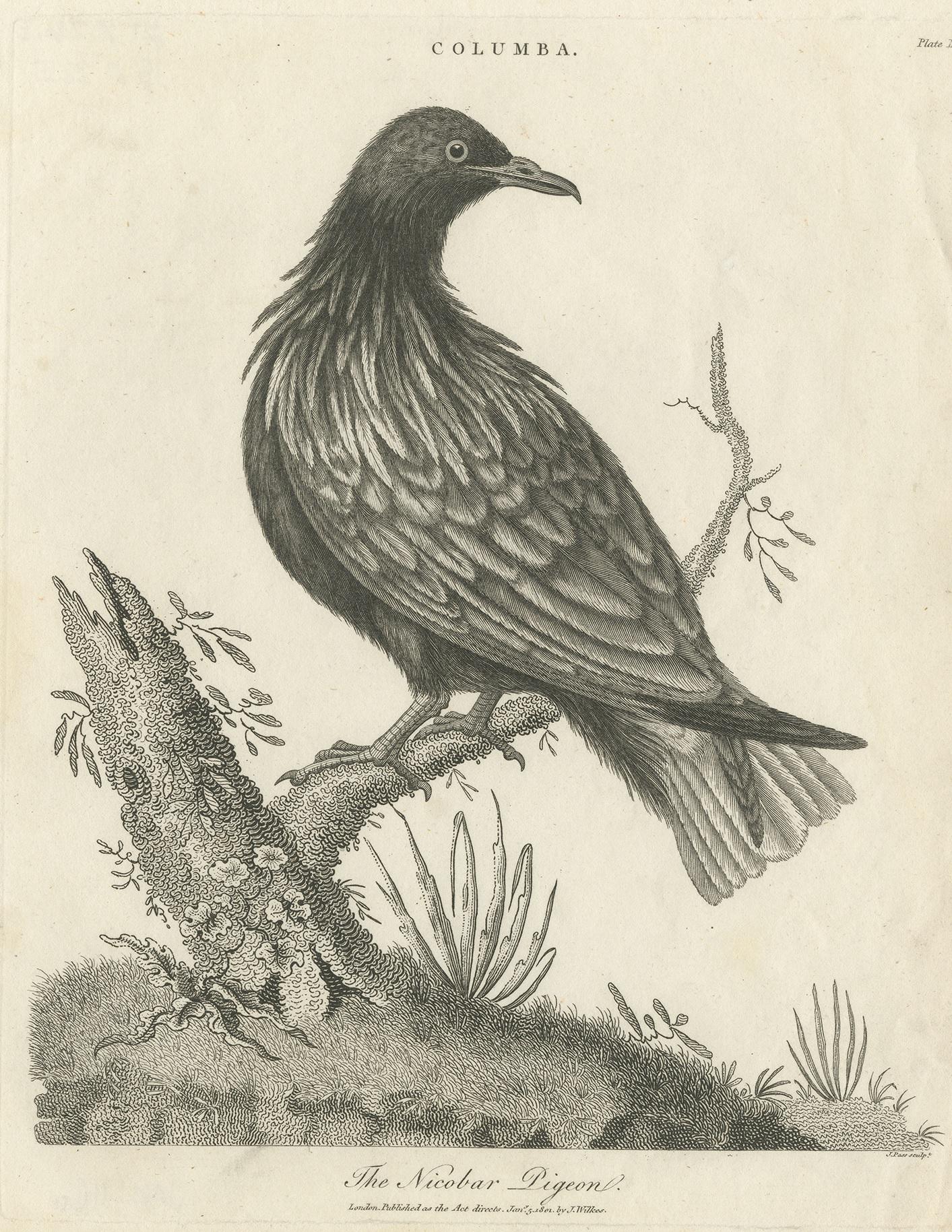Antique bird print titled 'Columba - The Nicobar Pigeon'. Antique print of the Nicobar Pigeon. This print originates from 'Encyclopaedia Londinensis' published by J. Wilkes.