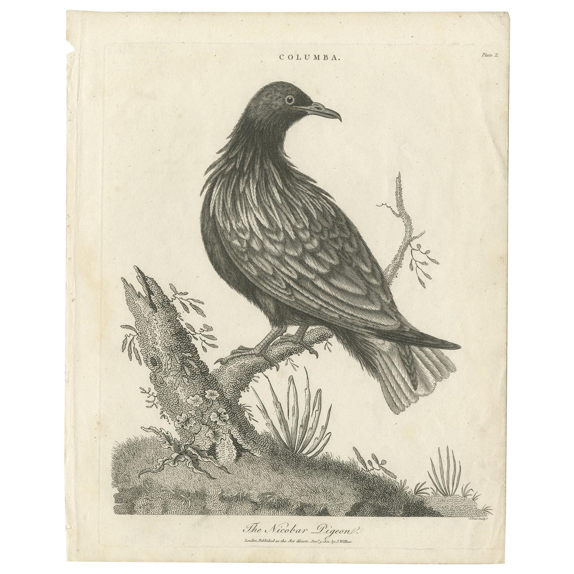 Antique Bird Print of the Nicobar Pigeon by Wilkes, 1801 For Sale