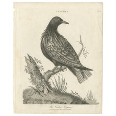 Antique Bird Print of the Nicobar Pigeon by Wilkes, 1801