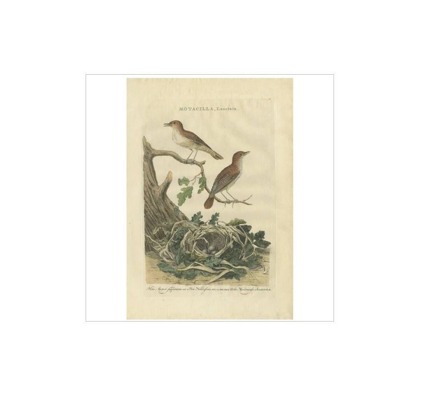 Antique print titled 'Motacilla, Luscinia'. The common nightingale or simply nightingale (Luscinia megarhynchos), also known as rufous nightingale, is a small passerine bird best known for its powerful and beautiful song. It was formerly classed as