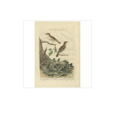 Antique Bird Print of the Nightingale by Sepp & Nozeman, 1789