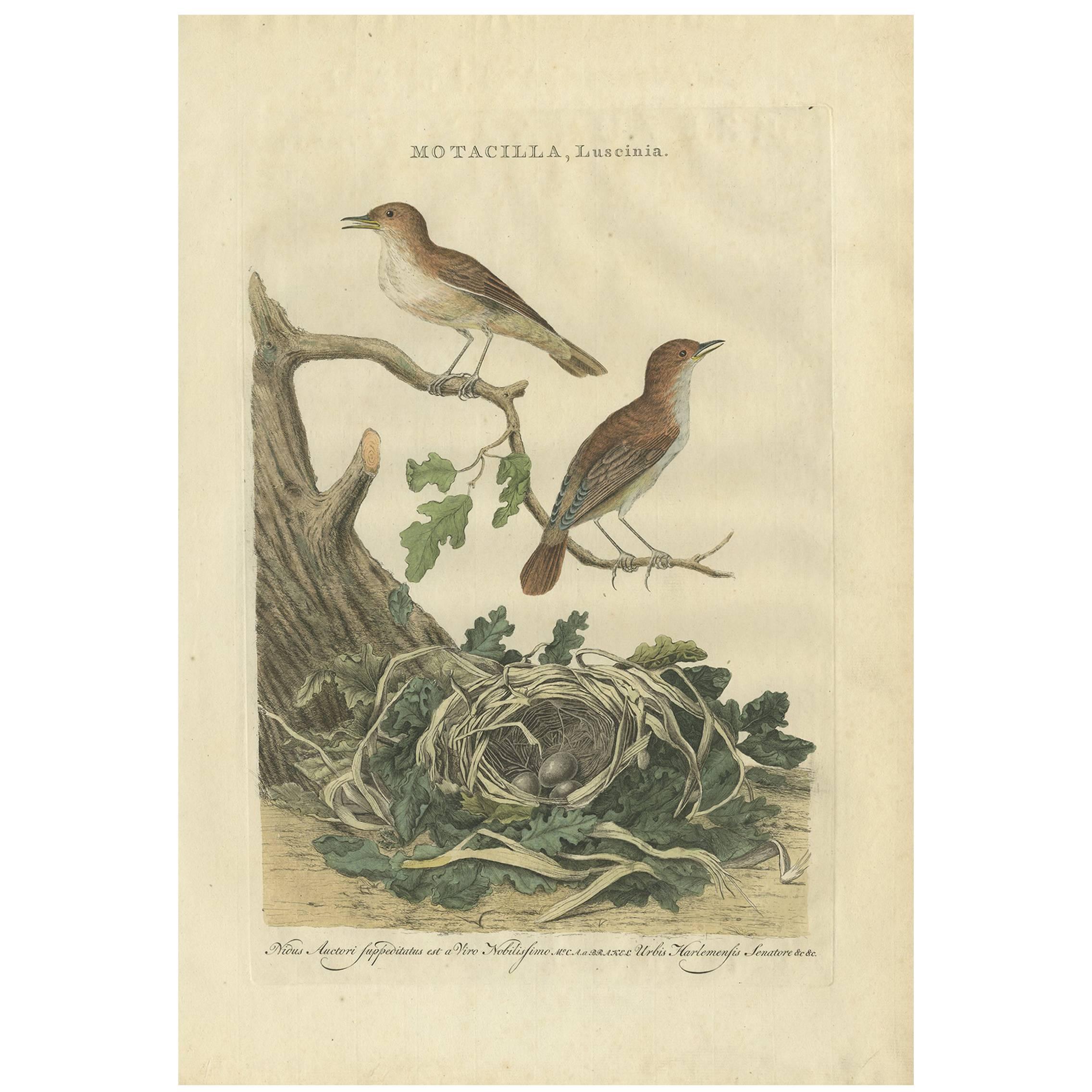 Impression ancienne d'oiseau de Nightingale par Sepp & Nozeman, 1789