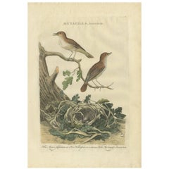 Stampa antica dell'usignolo di Sepp & Nozeman, 1789