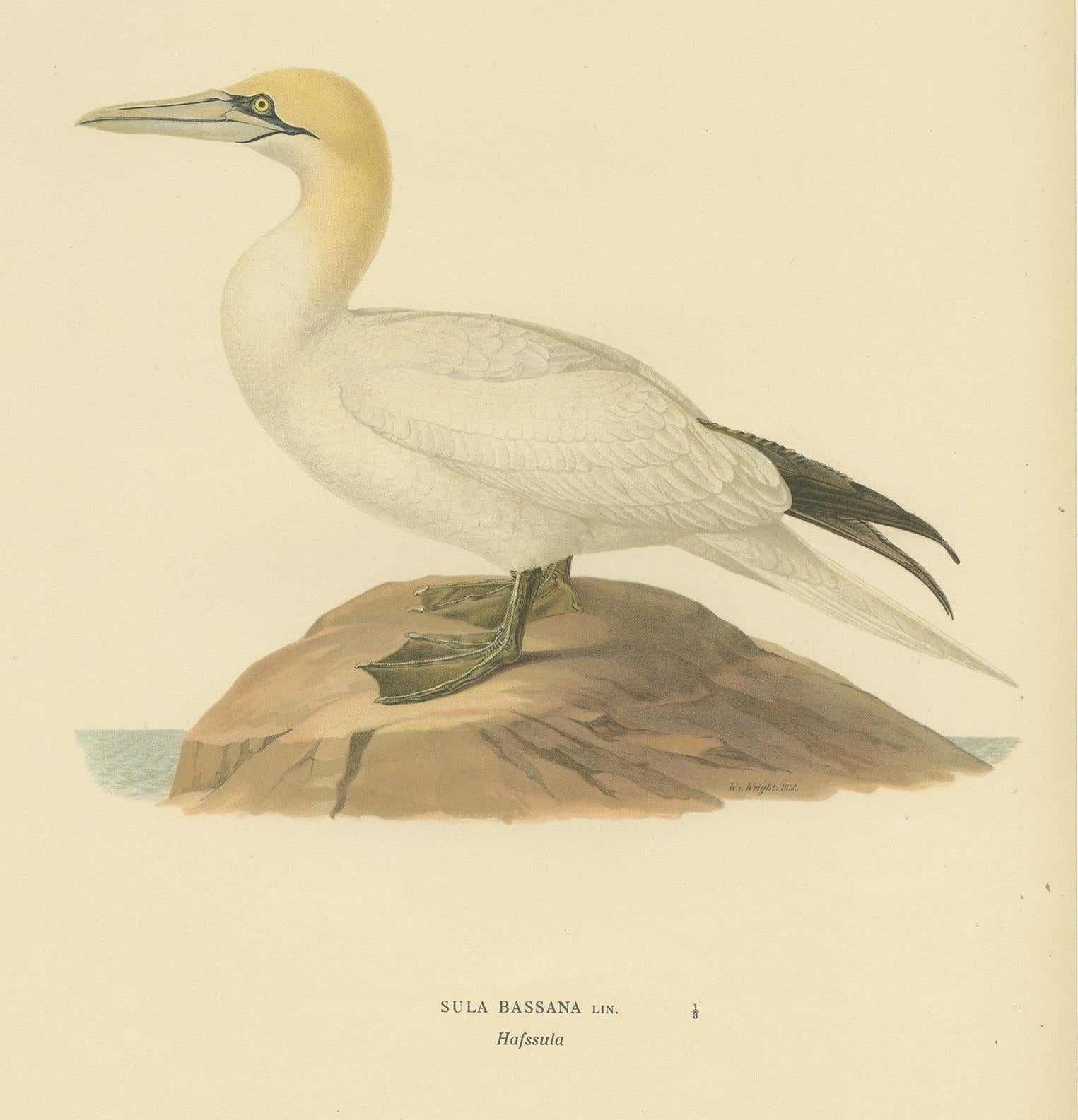 Antique bird print titled 'Sula Bassana'. Old bird print depicting the northern gannet. This print originates from 'Svenska Foglar Efter Naturen Och Pa Stenritade' by Magnus von Wright.