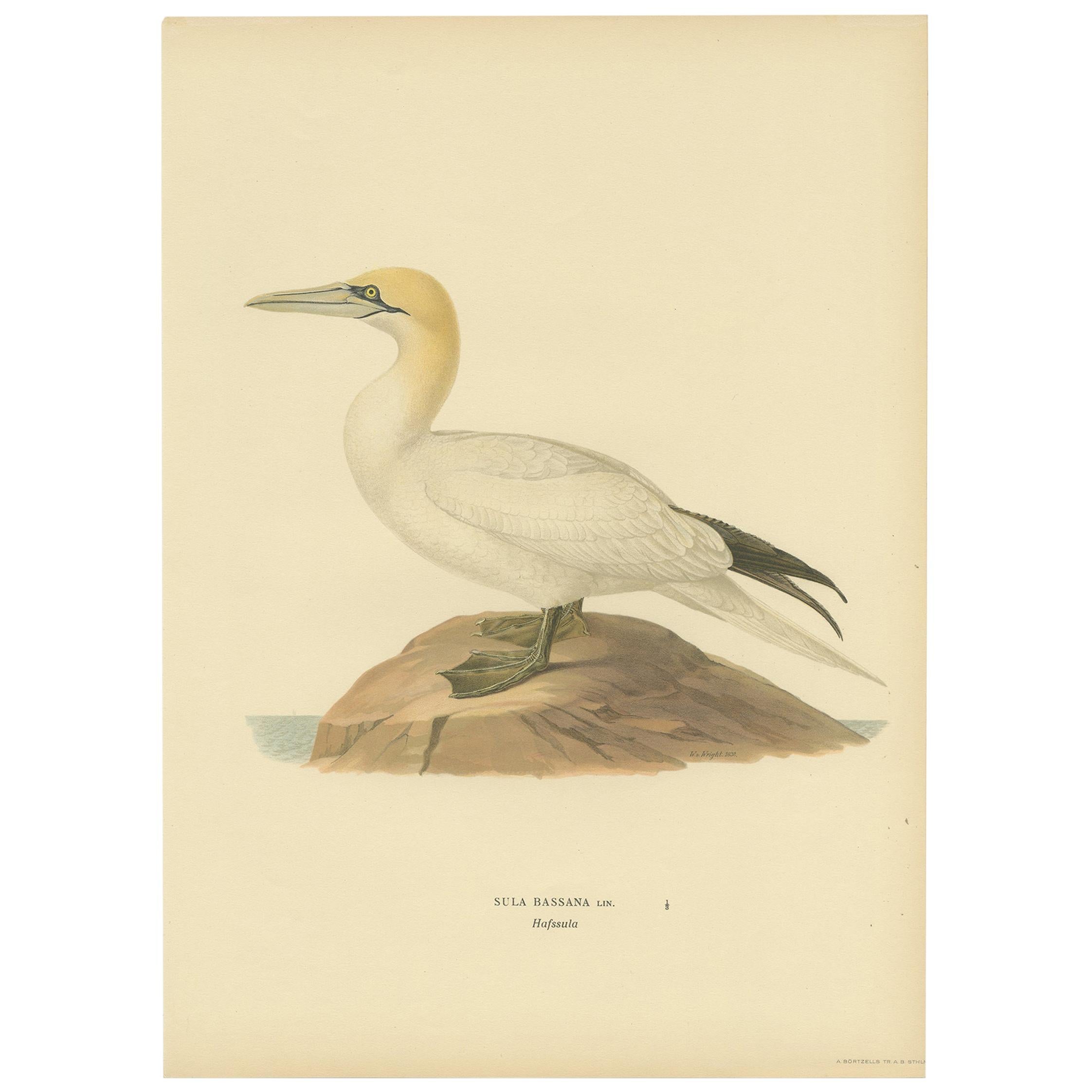 Antique Bird Print of the Northern Gannet by Von Wright, '1917'