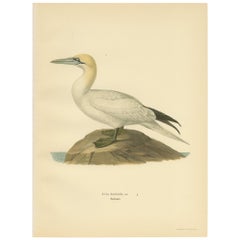 Antique Bird Print of the Northern Gannet by Von Wright 
1929
