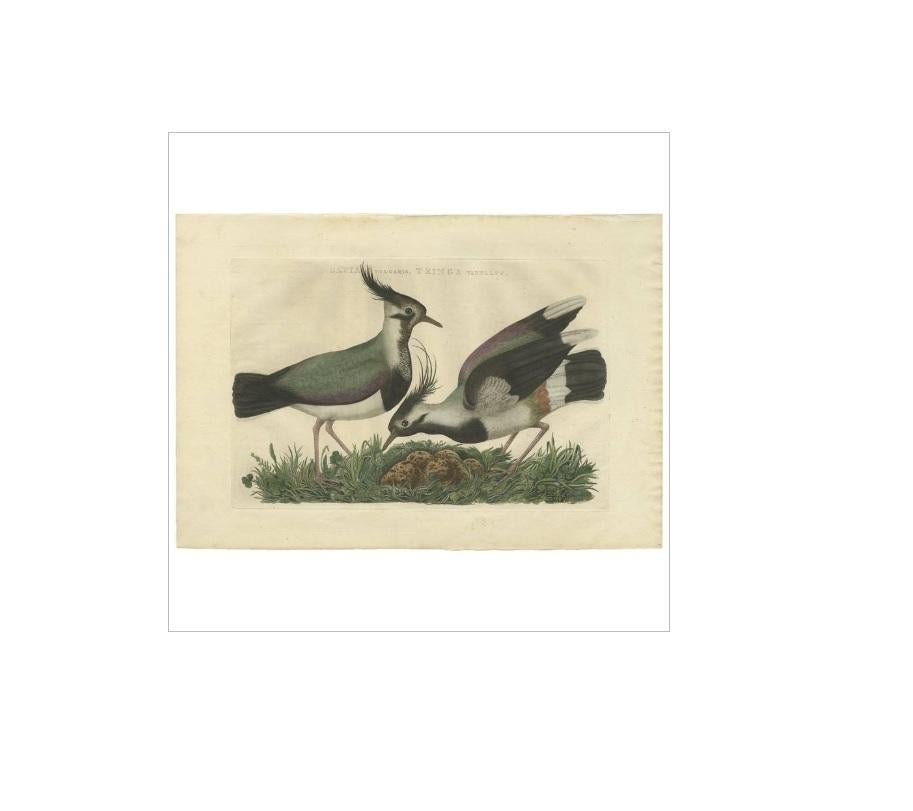 Antique Bird Print of the Northern Lapwing by Sepp & Nozeman, 1770 In Good Condition For Sale In Langweer, NL