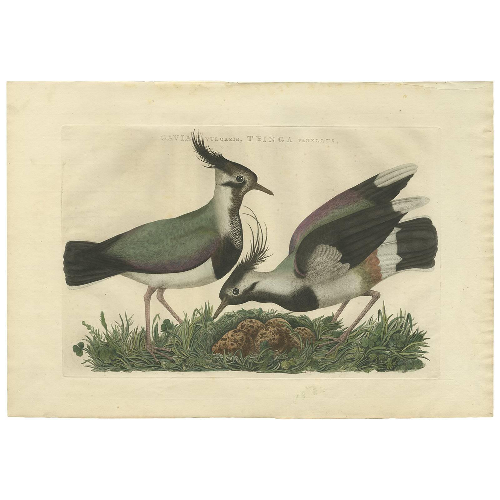 Antique Bird Print of the Northern Lapwing by Sepp & Nozeman, 1770 For Sale