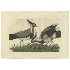 Antique Bird Print of the Northern Lapwing by Sepp & Nozeman, 1770