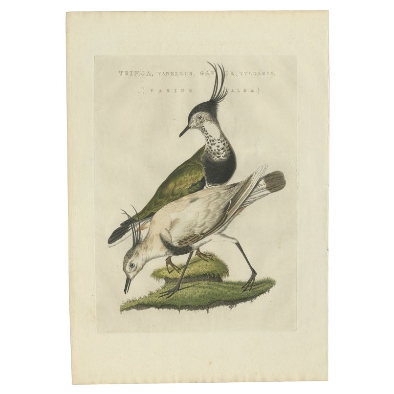 Antiker Vogeldruck des Northern Lapwing von Sepp & Nozeman, 1809