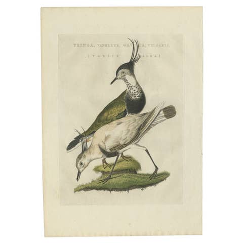 Tringa vanellus – Northern Lapwing (Kievit/Ljip) by Nozeman & Sepp, 1809