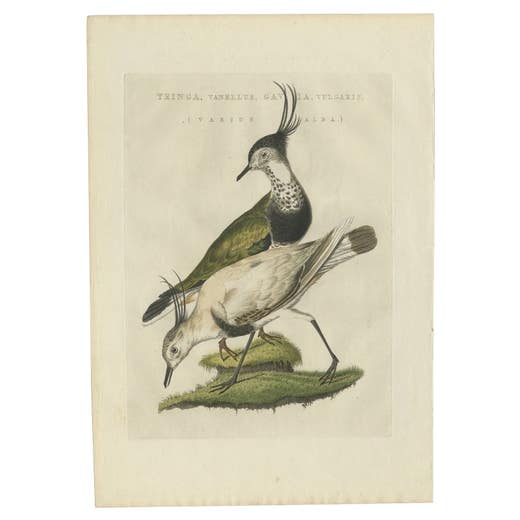 Tringa vanellus – Northern Lapwing (Kievit/Ljip) by Nozeman & Sepp, 1809