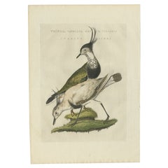 Antiker Vogeldruck des Northern Lapwing von Sepp & Nozeman, 1809