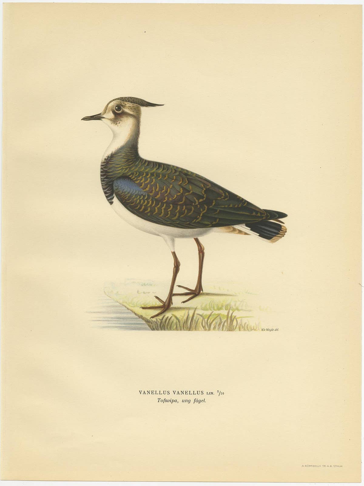 Antique Bird Print of the Northern Lapwing by Von Wright, 1929