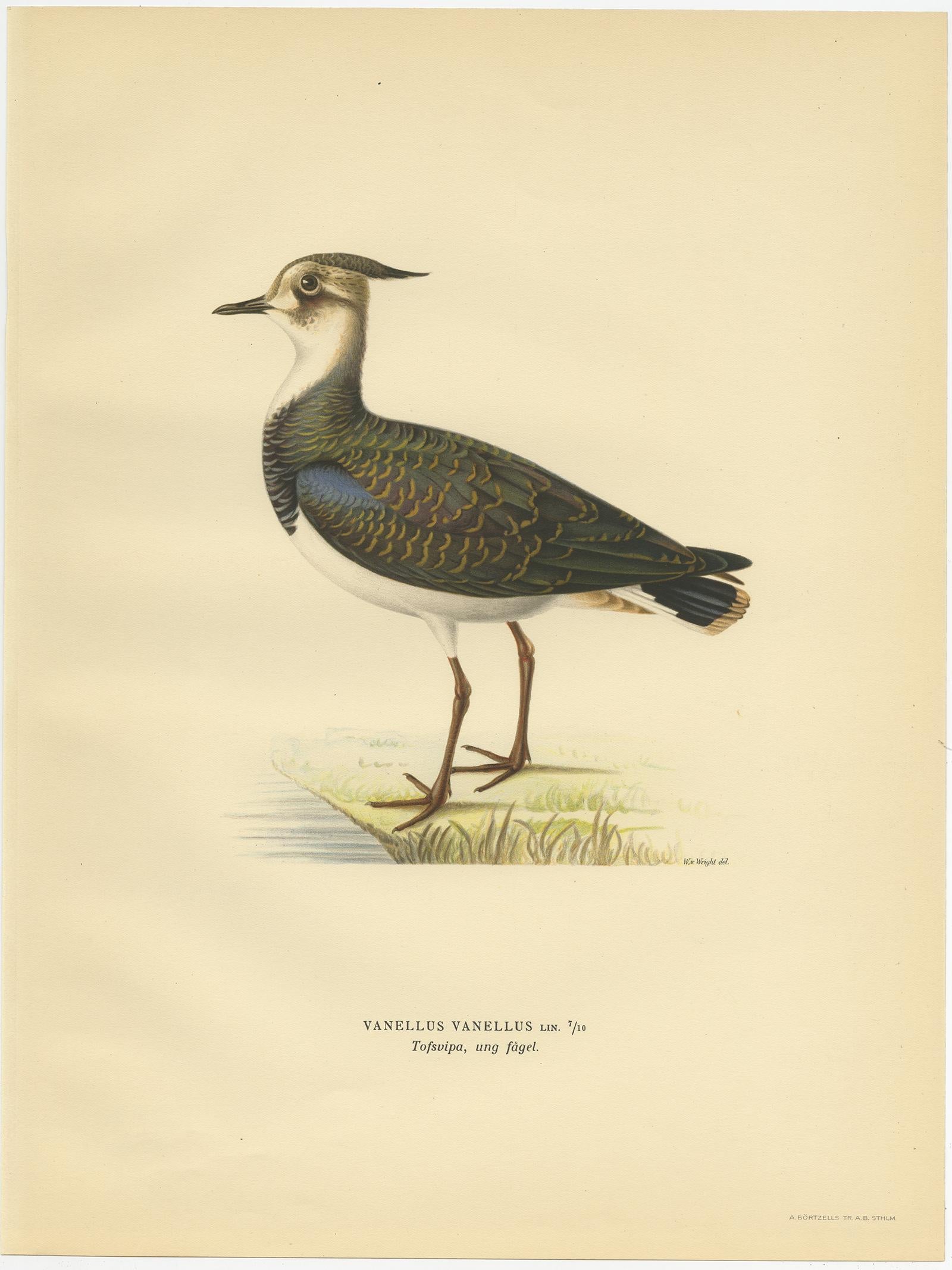 Antique Bird Print of the Northern Lapwing by Von Wright, 1929 In Good Condition For Sale In Langweer, NL