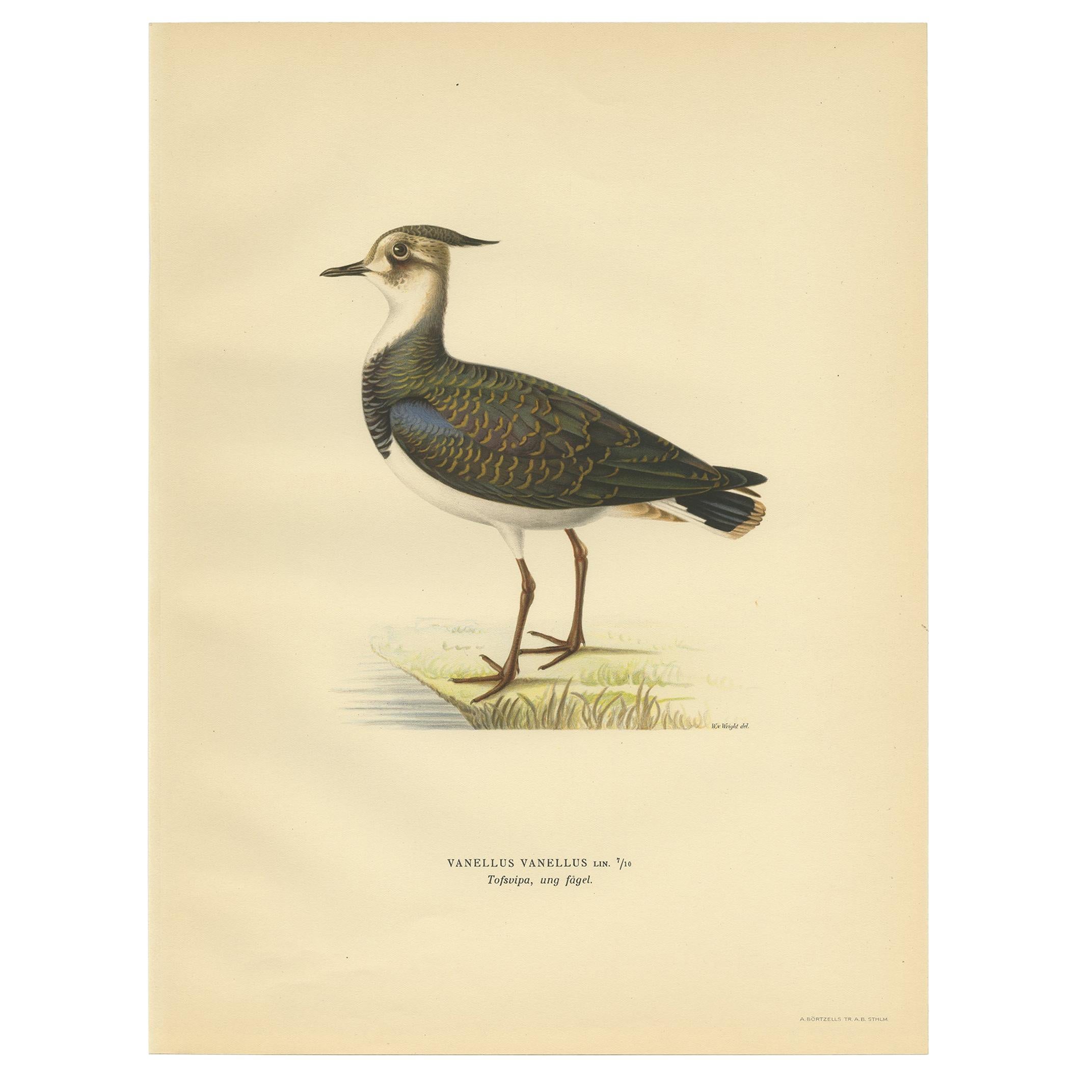 Antique Bird Print of the Northern Lapwing by Von Wright, 1929 For Sale