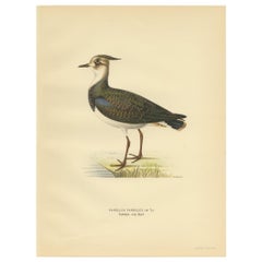 Vintage Bird Print of the Northern Lapwing by Von Wright, 1929