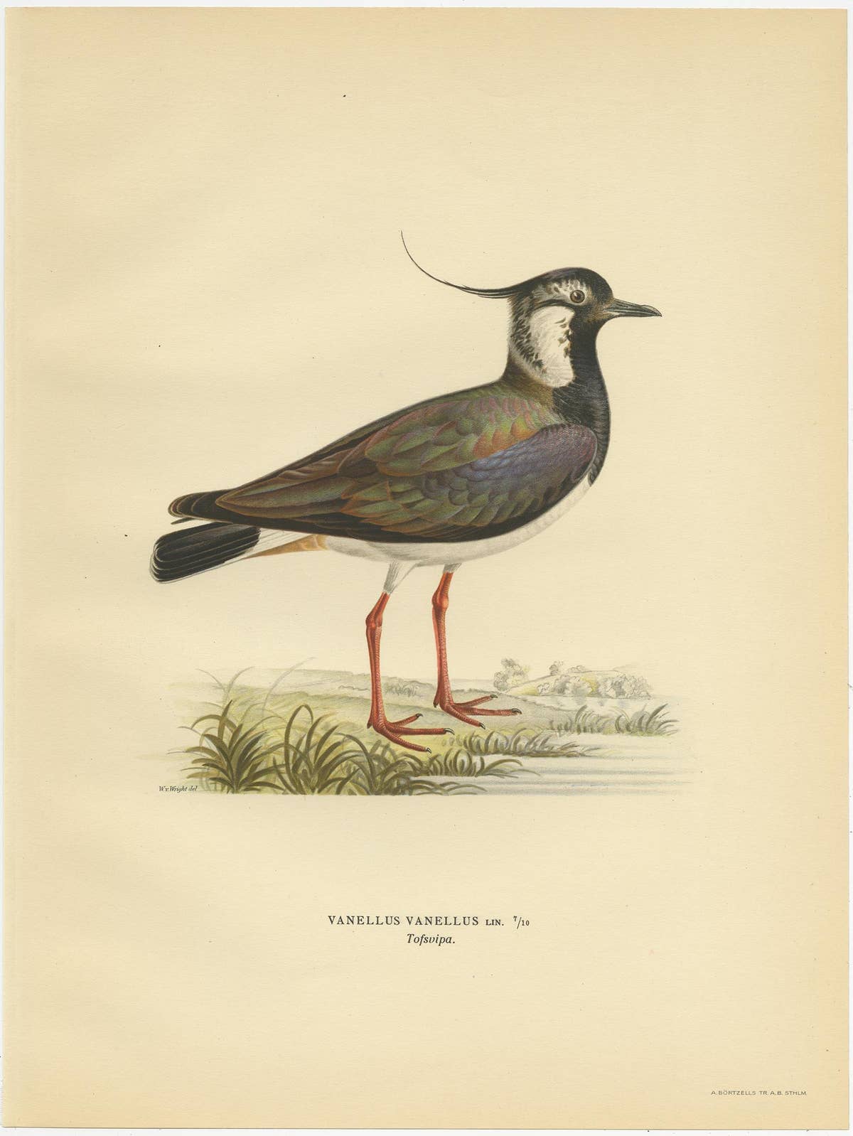 Antique Bird Print of the Northern Lapwing 'Male' by Von Wright, 1929