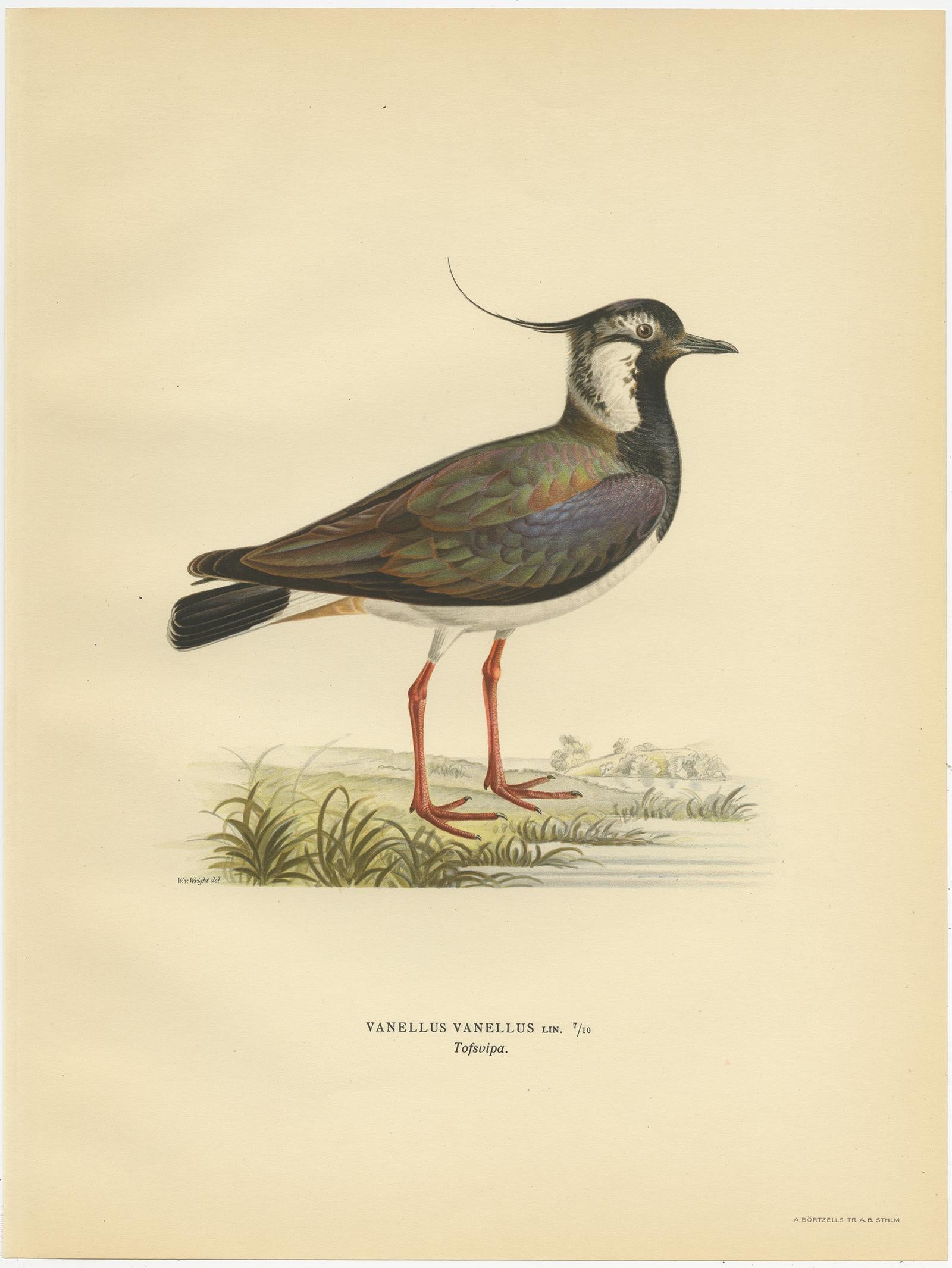 Antique Bird Print of the Northern Lapwing 'Male' by Von Wright, 1929 In Good Condition For Sale In Langweer, NL