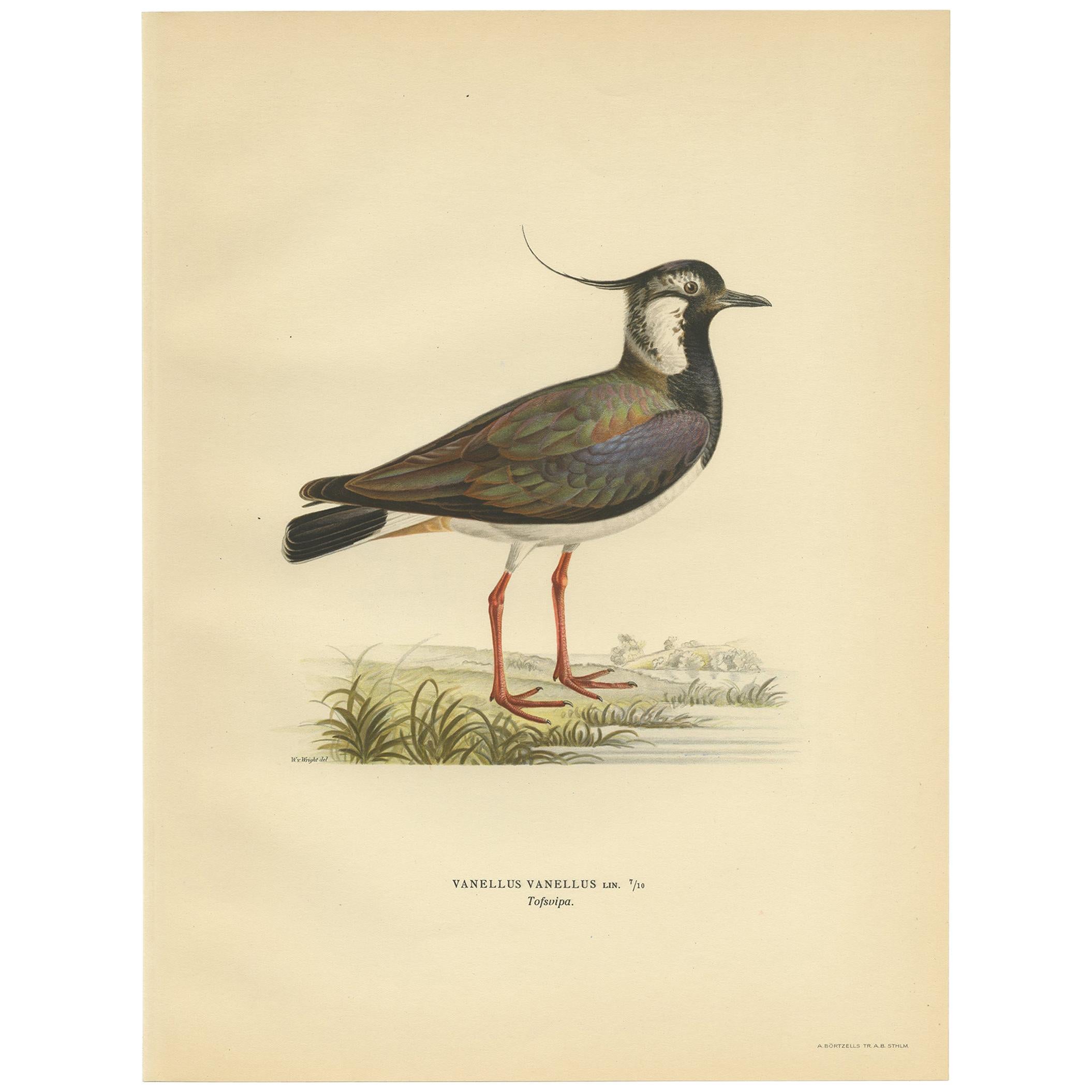 Antique Bird Print of the Northern Lapwing 'Male' by Von Wright, 1929
