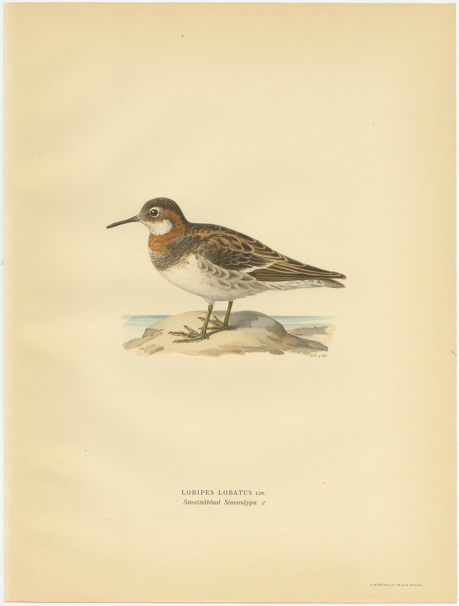 Antique bird print titled 'Lobipes Lobatus'. Old bird print depicting the Northern Phalarope. This print originates from 'Svenska Foglar Efter Naturen Och Pa Stenritade' by Magnus von Wright.