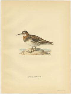 Stampa antica originale dell'uccello Falarope settentrionale, 1929