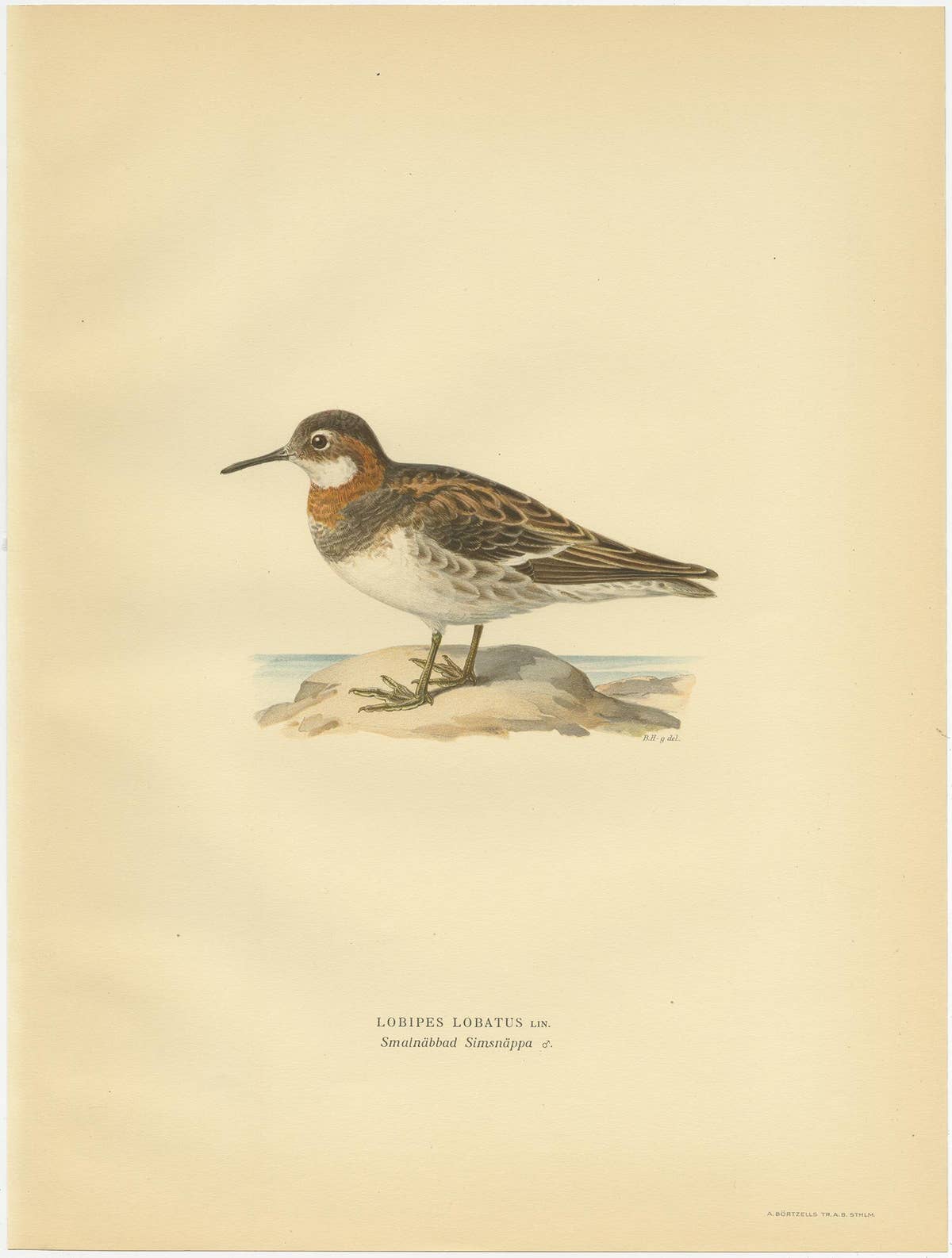 Original Antique Bird Print of the Northern Phalarope, 1929