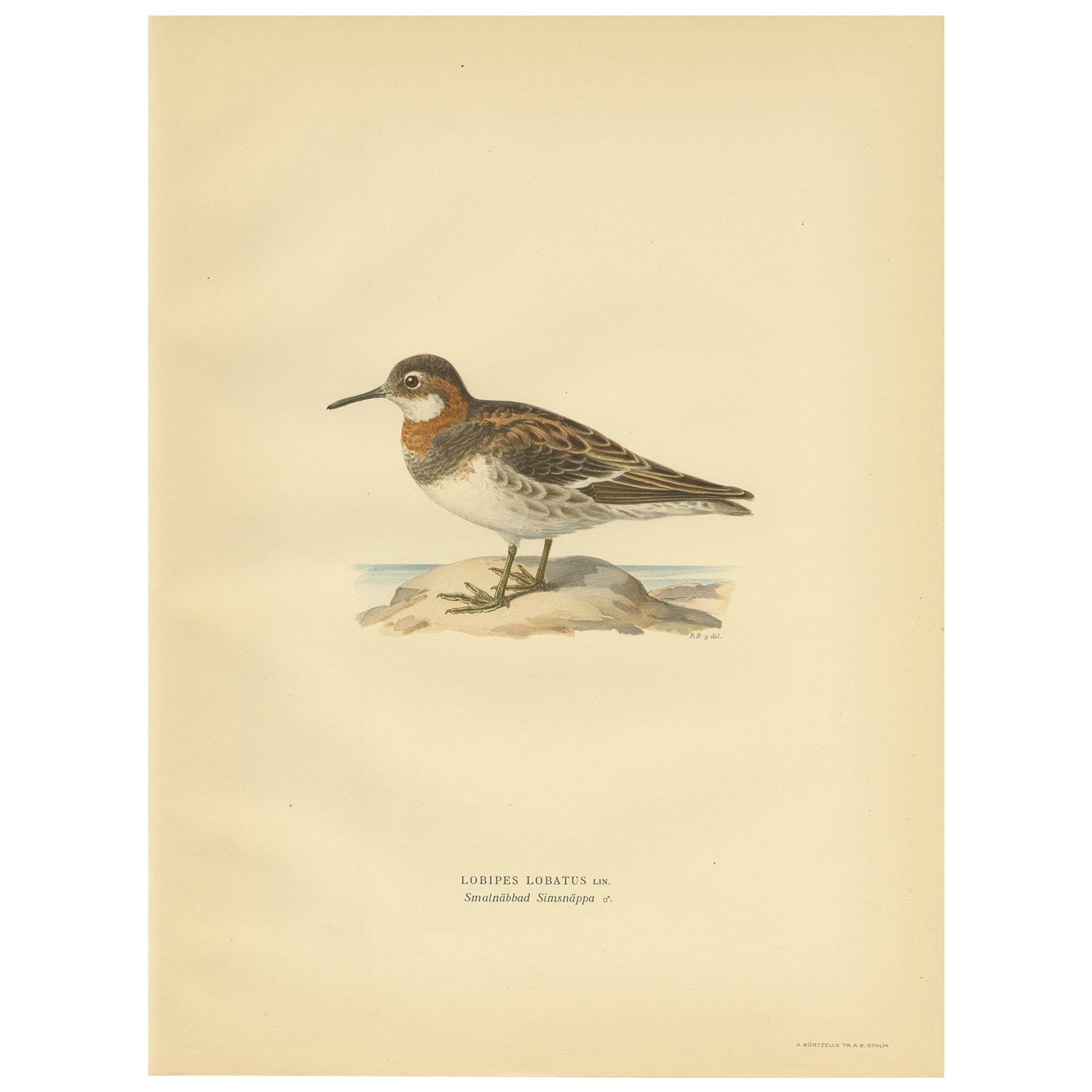 Original Antique Bird Print of the Northern Phalarope, 1929 For Sale