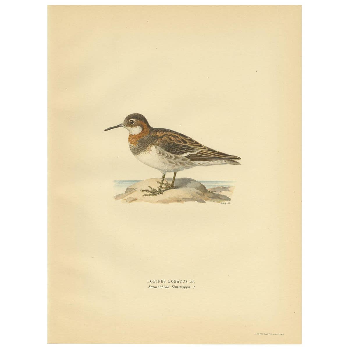 Original Antique Bird Print of the Northern Phalarope, 1929