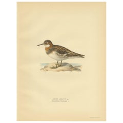 Original Antique Bird Print of the Northern Phalarope, 1929