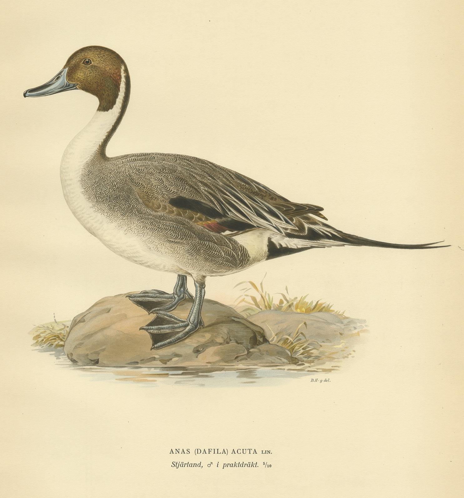 Antique Bird Print of the Northern Pintail by Von Wright '1929' In Good Condition For Sale In Langweer, NL