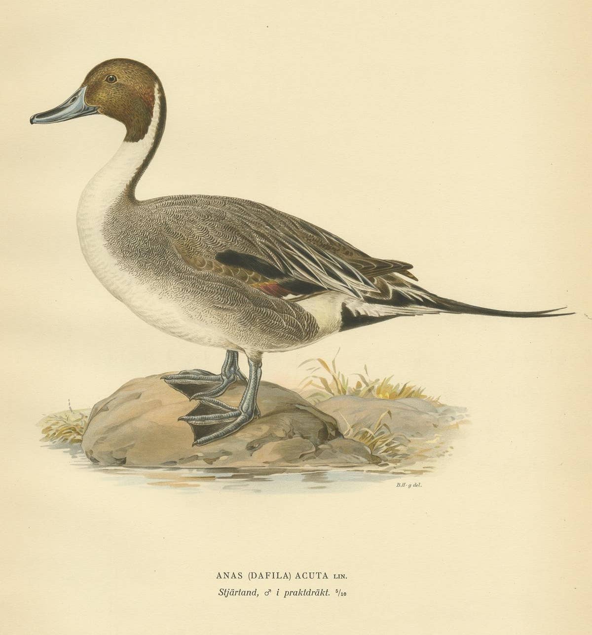 Antique Bird Print of the Northern Pintail by Von Wright '1929'