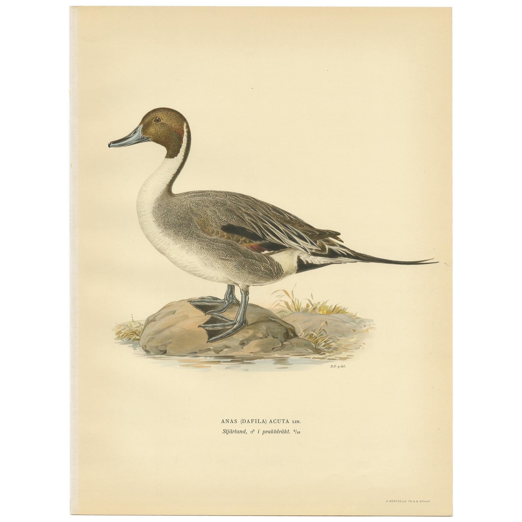 Antique Bird Print of the Northern Pintail by Von Wright '1929' For Sale