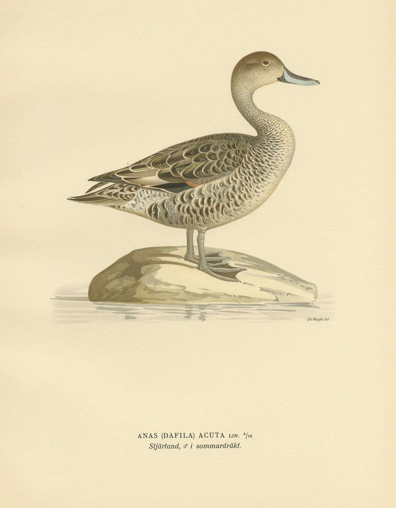 Stampa antica di uccelli intitolata 