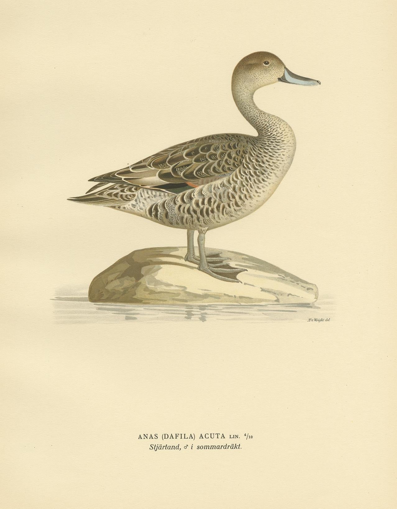 Antique bird print titled 'Anas (Dafila) Acuta'. Old bird print depicting the northern pintail in summer. This print originates from 'Svenska Foglar Efter Naturen Och Pa Stenritade' by Magnus von Wright.