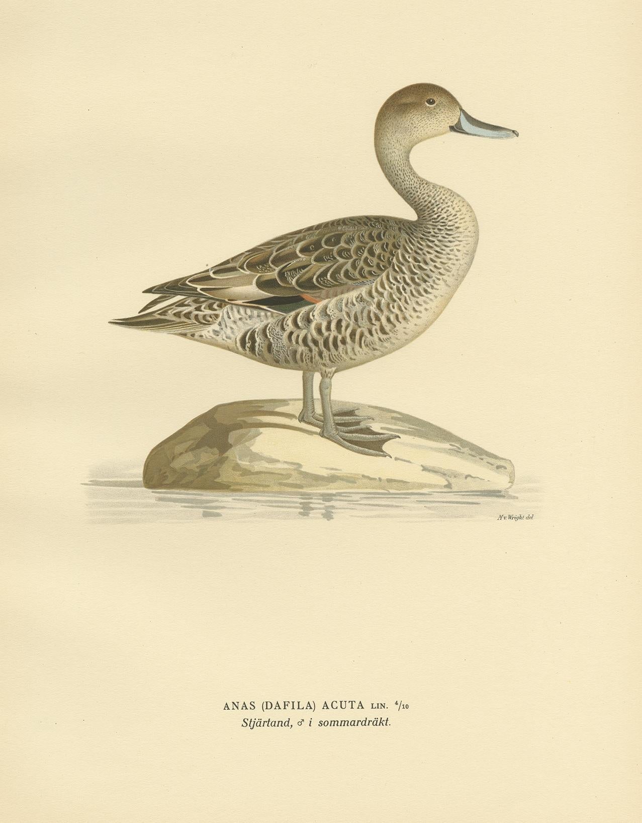 Antique Bird Print of the Northern Pintail 'in summer' by Von Wright '1929' In Good Condition For Sale In Langweer, NL